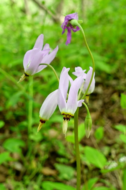 Primula meadia