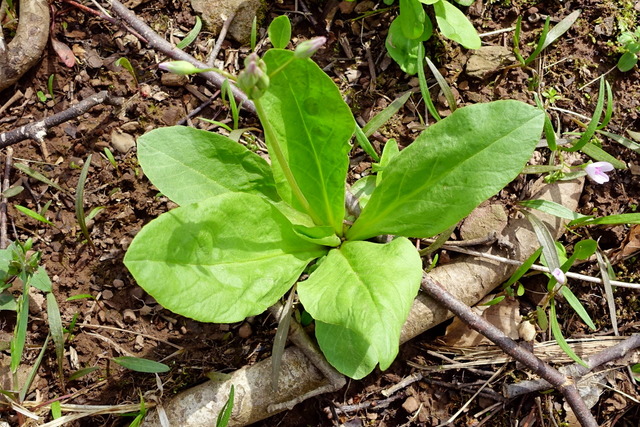 Primula meadia - leaves