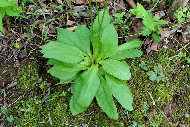 Primula meadia - leaves