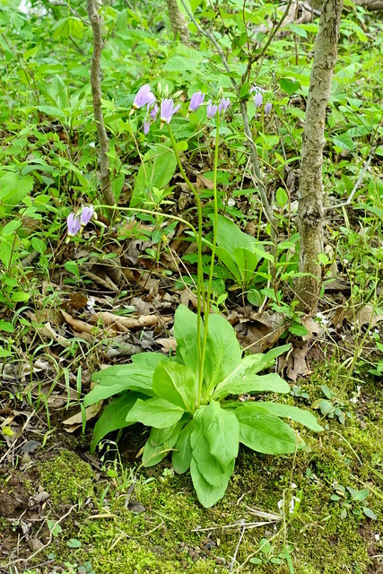 Primula meadia - plant