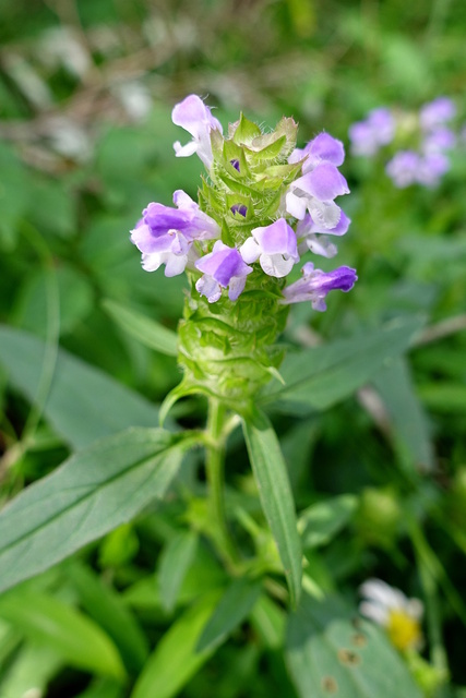 Prunella vulgaris