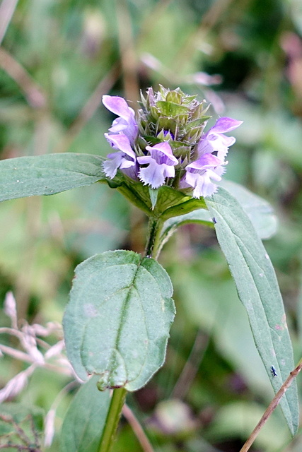 Prunella vulgaris