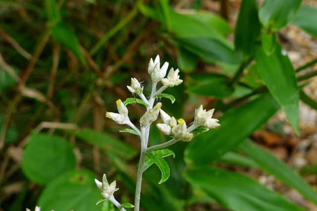 Pseudognaphalium obtusifolium