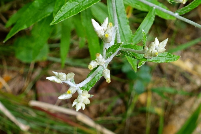 Pseudognaphalium obtusifolium