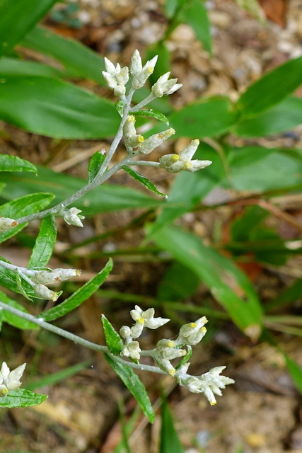 Pseudognaphalium obtusifolium