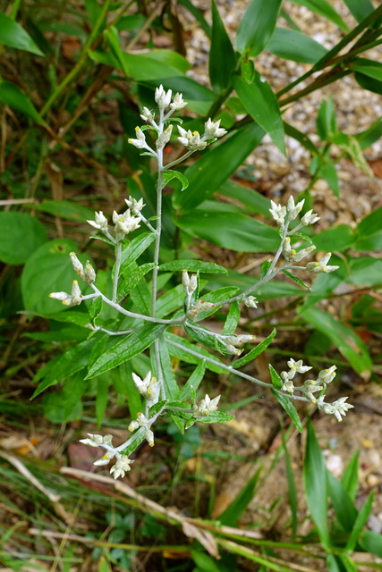 Pseudognaphalium obtusifolium - plant