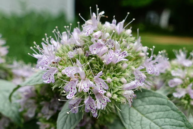 Pycnanthemum incanum