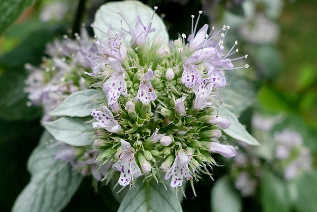 Pycnanthemum incanum