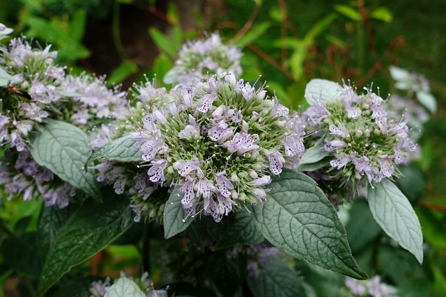 Pycnanthemum incanum