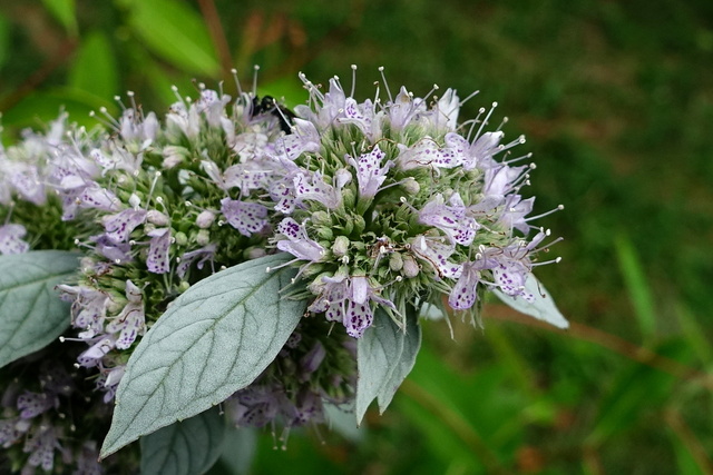 Pycnanthemum incanum