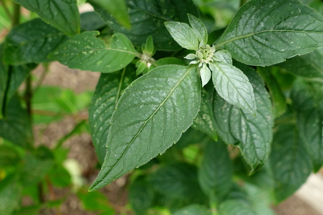 Pycnanthemum incanum - leaves