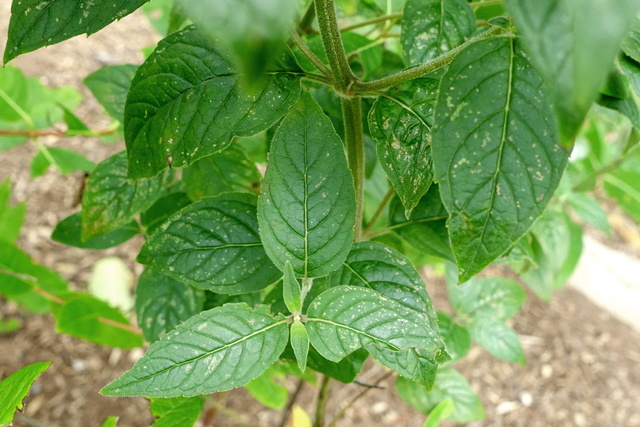 Pycnanthemum incanum - leaves