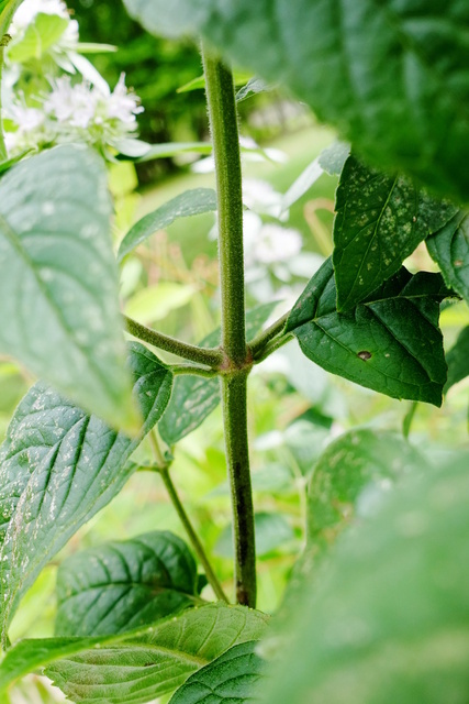 Pycnanthemum incanum - stem