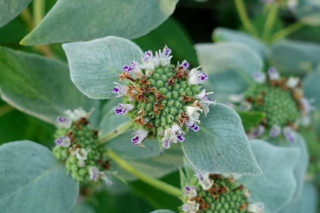 Pycnanthemum muticum