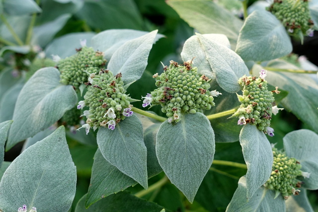 Pycnanthemum muticum