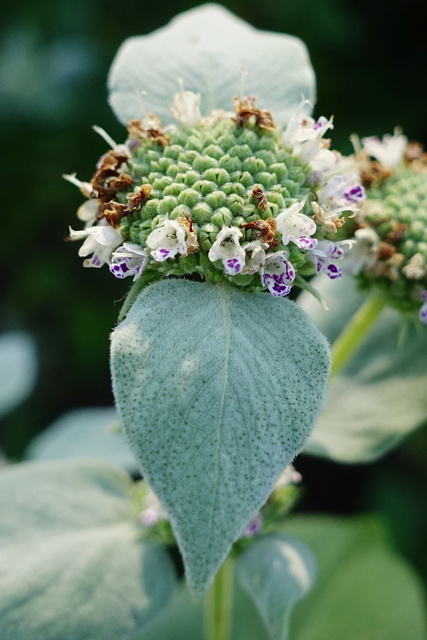 Pycnanthemum muticum