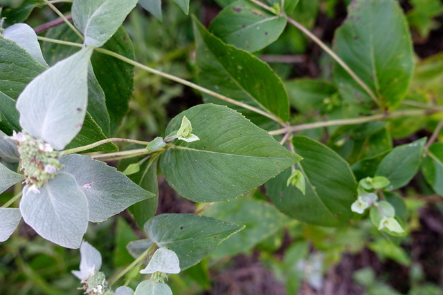 Pycnanthemum muticum - leaves