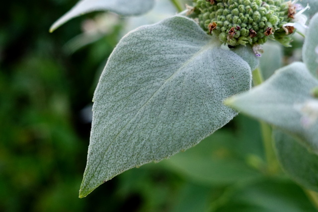 Pycnanthemum muticum - leaves