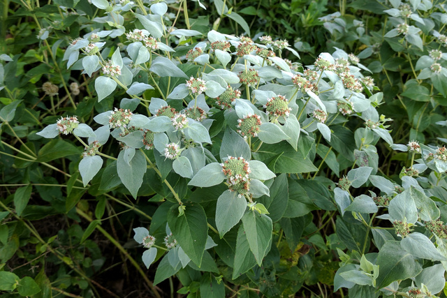 Pycnanthemum muticum - plants