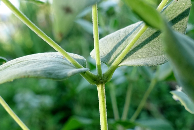 Pycnanthemum muticum - stem