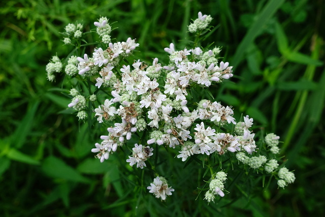 Pycnanthemum tenuifolium