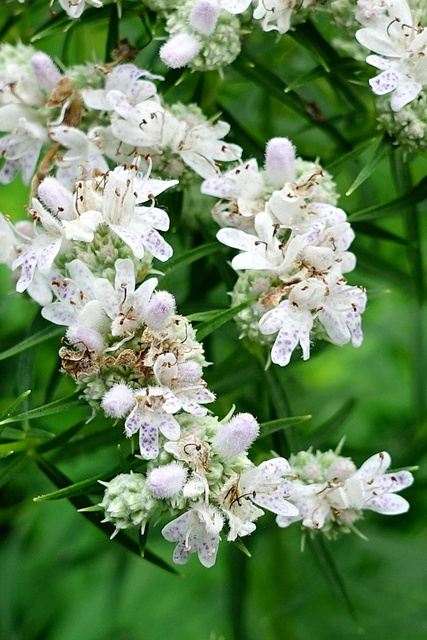 Pycnanthemum tenuifolium