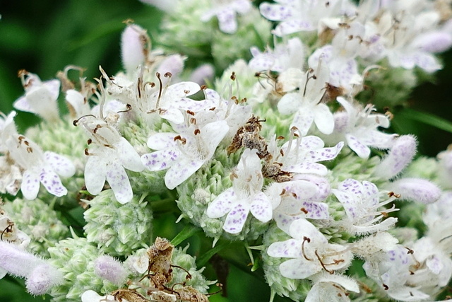 Pycnanthemum tenuifolium