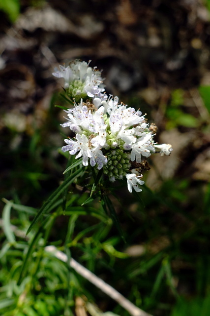 Pycnanthemum tenuifolium