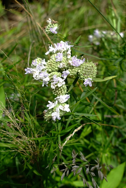 Pycnanthemum tenuifolium