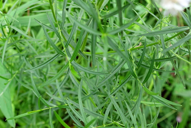 Pycnanthemum tenuifolium - leaves