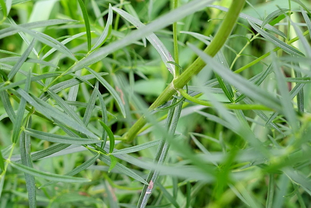 Pycnanthemum tenuifolium - stem