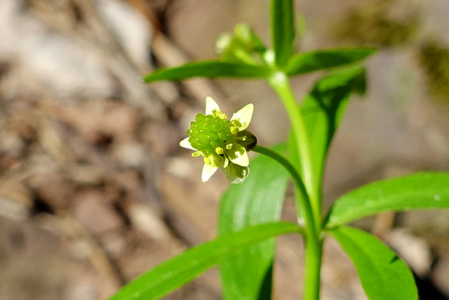 Ranunculus abortivus