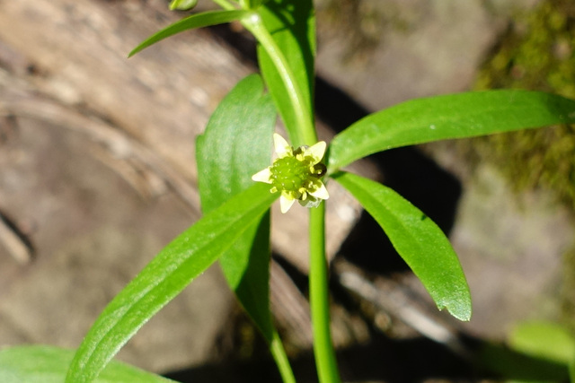 Ranunculus abortivus