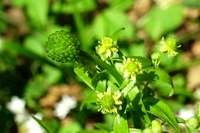 Ranunculus abortivus