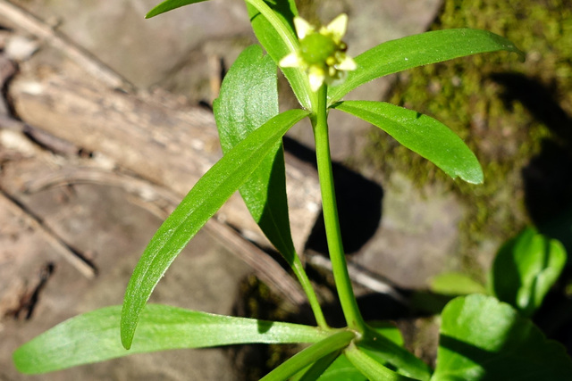 Ranunculus abortivus - leaves