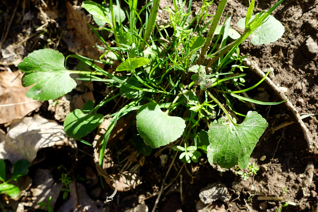 Ranunculus abortivus - leaves