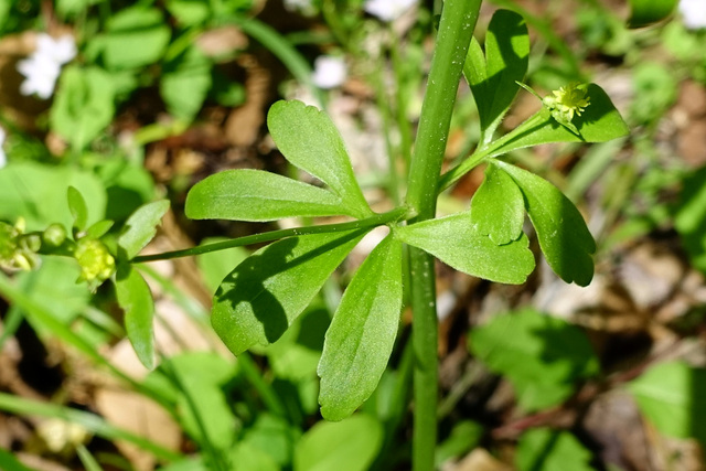 Ranunculus abortivus - leaves