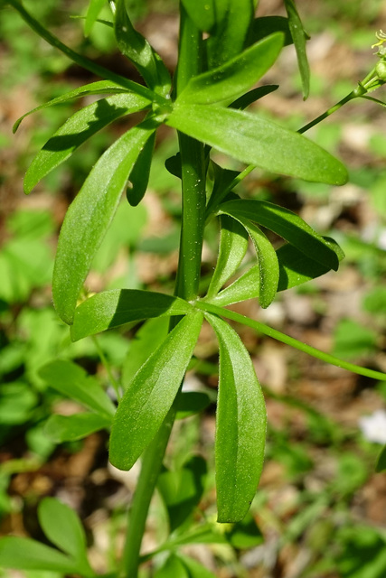 Ranunculus abortivus - leaves