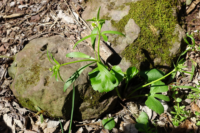 Ranunculus abortivus - plant