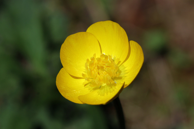 Ranunculus bulbosus