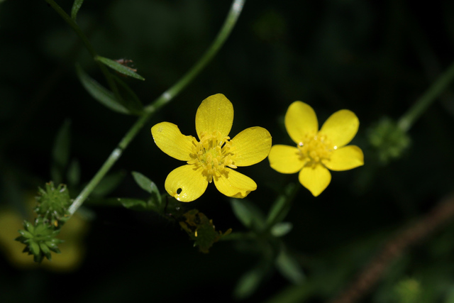 Ranunculus bulbosus