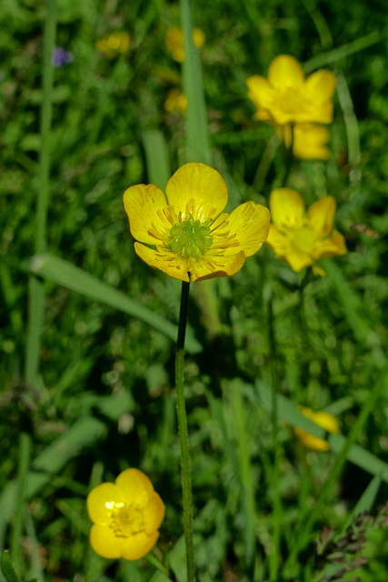 Ranunculus bulbosus