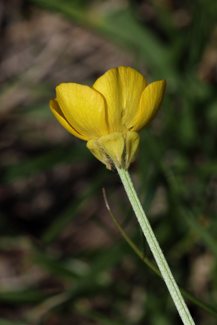 Ranunculus bulbosus