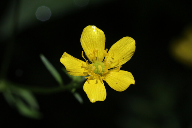 Ranunculus bulbosus