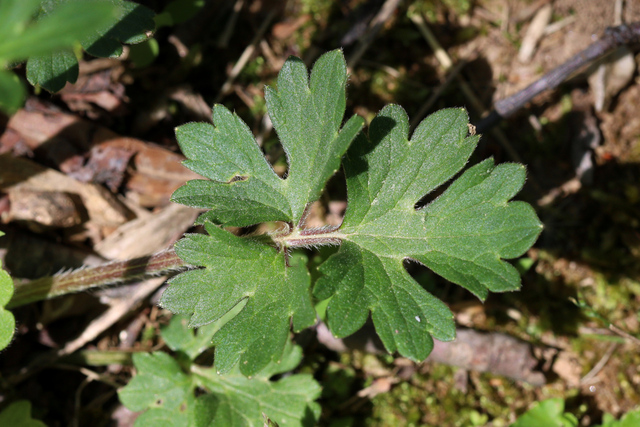 Ranunculus bulbosus - leaves