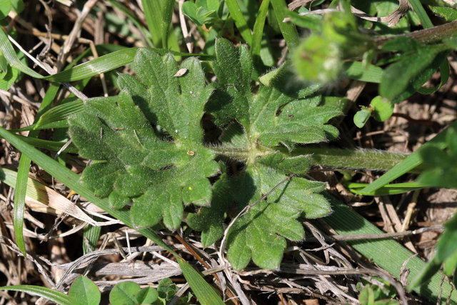 Ranunculus bulbosus - leaves