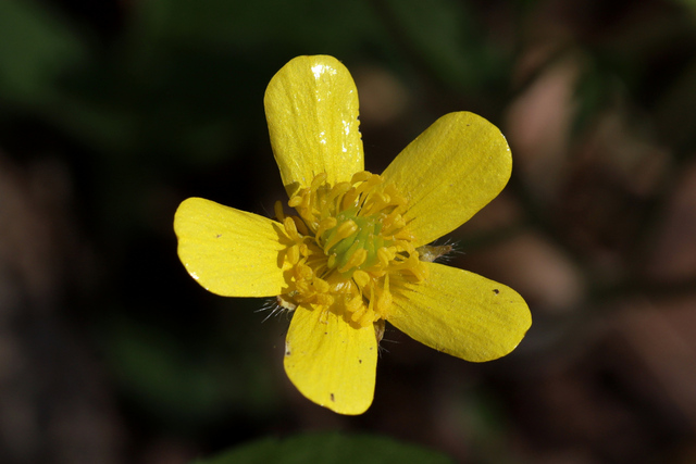 Ranunculus hispidus