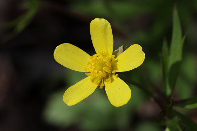 Ranunculus hispidus