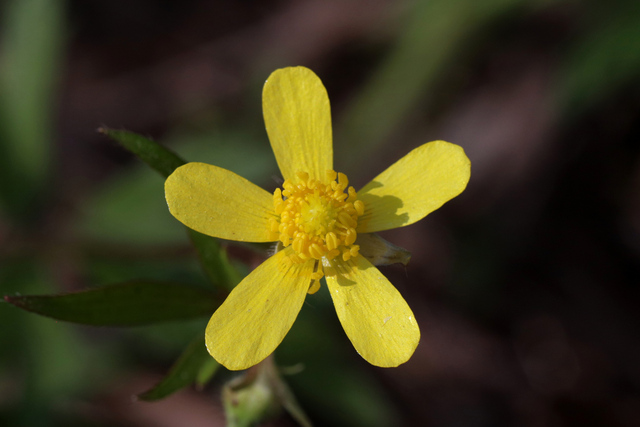 Ranunculus hispidus