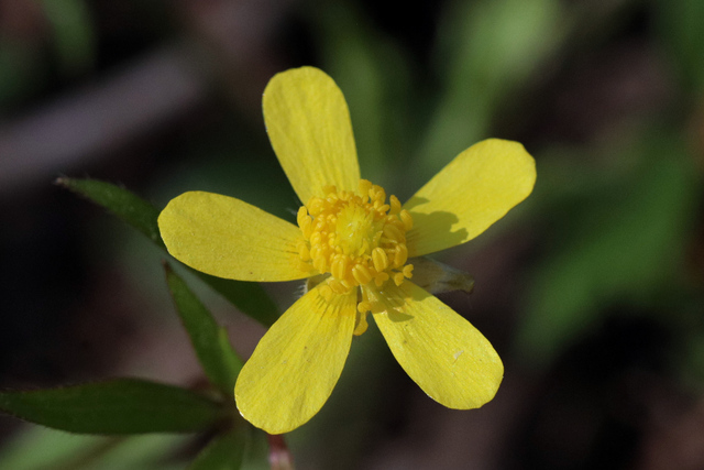 Ranunculus hispidus